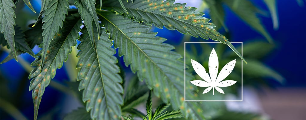 Bruine vlekken op wietbladeren herkennen: een uitgebreide handleiding