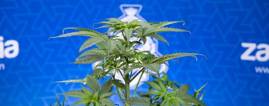 Waarom krullen de bladeren van mijn wietplant naar beneden?