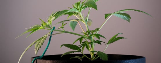 Low stress training voor autoflowers: de ultieme gids