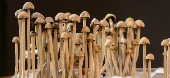 Wat Is Panaeolus Cyanescens?