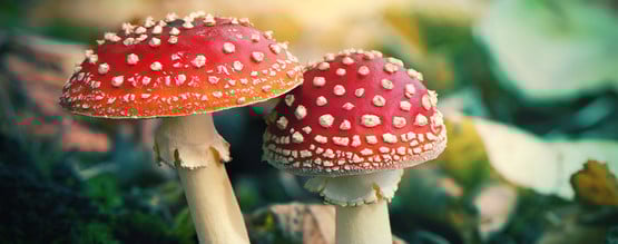 Wat Is Amanita Muscaria?