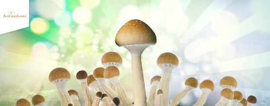 Hoe Kweek Je De Fresh Mushrooms Grow Kits