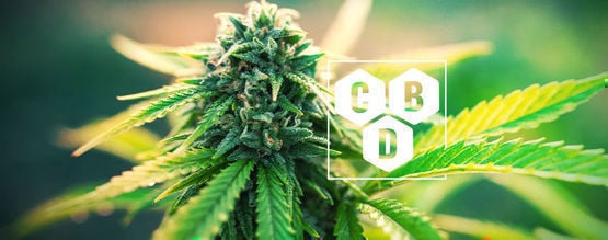 Wat Is Cannabidiol (CBD)?