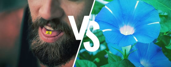 LSA vs LSD – Het Verschil