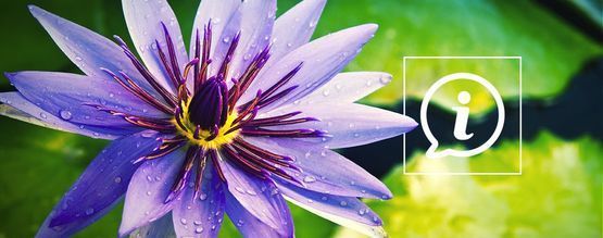 Wat Is Blauwe Lotus?