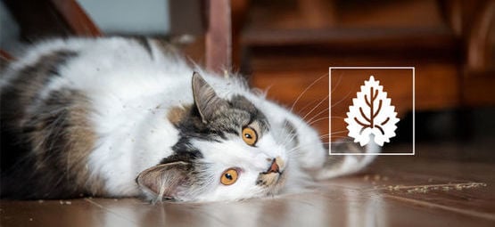 Kattenkruid: alles wat je moet weten