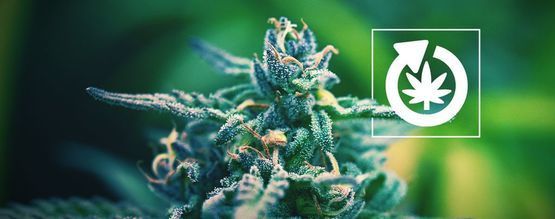 De Levenscyclus Van De Cannabis Plant