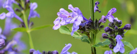 Skullcap: Alles Wat Je Weten Moet