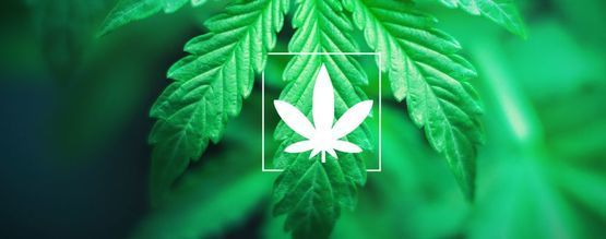 Wat Is Cannabis Indica?