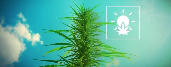 Buiten Cannabis Kweken