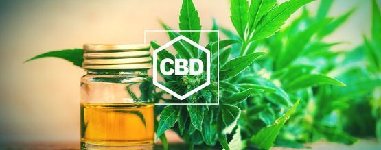 Alles Wat Je Moet Weten Over CBD en CBD-Rijke Cannabis