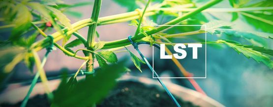 Hoe En Wanneer Low Stress Train (LST) Je Cannabis Planten