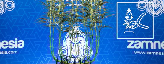 Hoe lollipoppen werkt bij wietplanten