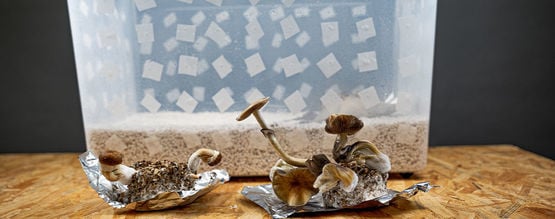 PF Tek: Makkelijk Thuis Magic Mushrooms Kweken