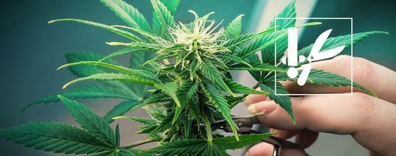 Cannabis Kniptechnieken En Tips