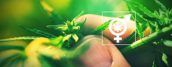Waarom Is Het Belangrijk Om Het Geslacht Van Je Cannabisplanten Te Bepalen?