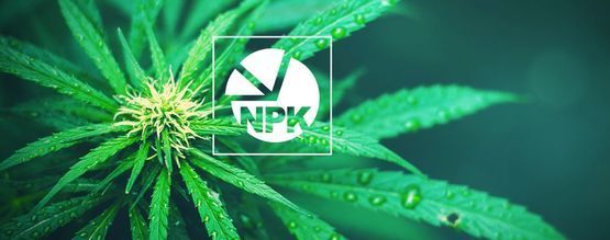 NPK: Wat Is De Beste Verhouding Voor Cannabiskweek?