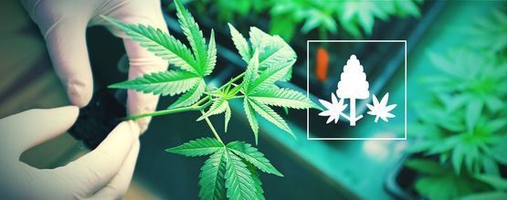 Wat is Monster Cropping? Een Simpel Stappenplan