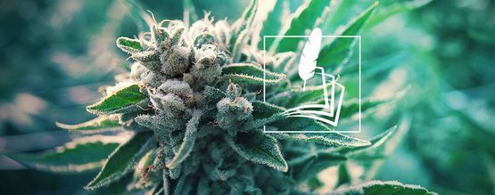 De Geschiedenis Van Medische Cannabis