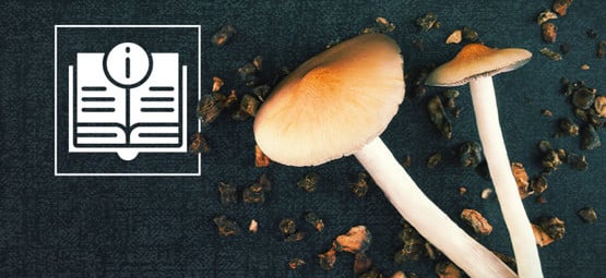 Paddo & Magic Truffel Informatie