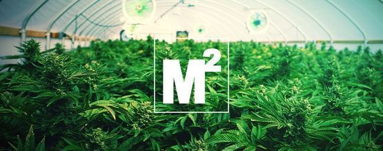 Hoeveel Cannabisplanten Kun Je Per Vierkante Meter Kweken?