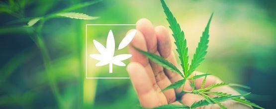 Alles Over De Plantenanatomie Van Cannabis