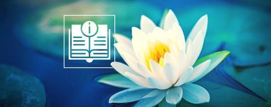 Alles Wat Er Te Weten Valt Over Witte Lotus