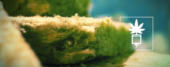 Alles Wat Je Weten Moet Over Het Kweken Van Cannabis Op Rockwool 