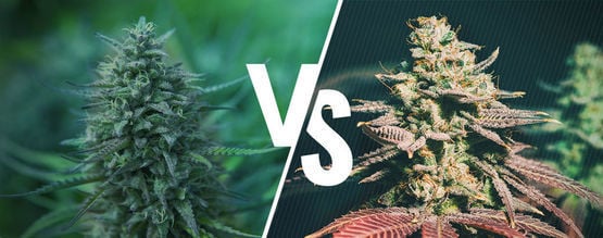 Fotoperiode Versus Autoflowering Cannabis: Wat Is Het Beste Voor Jou? 