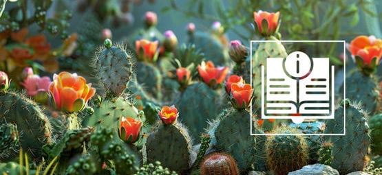 De Ultieme Gids Over Mescaline Cactussen