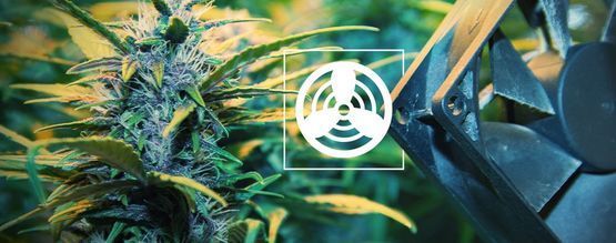 Ventilatie In Je Cannabis Kweekruimte