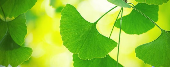 Hoe Haal Je Alles Uit Ginkgo Biloba?