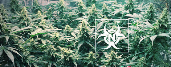 Stikstofoverschot Bij Cannabisplanten