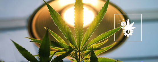 Hoeveel Licht Moet Je Autoflowers Geven?