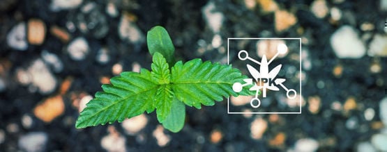 5 Invloedsfactoren Op Nutriëntenbeschikbaarheid Bij Wietkweek