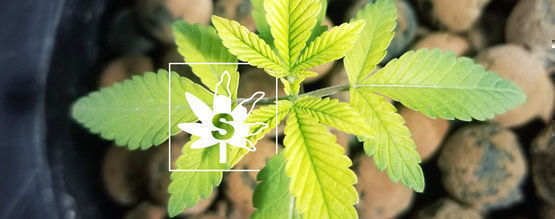 Zwaveltekort Bij Wietplanten
