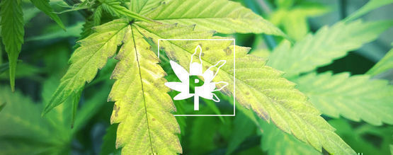 Een Tekort Aan Fosfor Bij Wietplanten