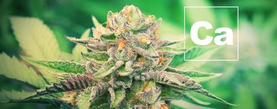 Calcium En Cannabisplanten