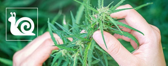 Traag Groeiende Wietplanten: Oorzaken En Oplossingen