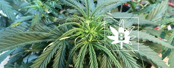 Een Gebrek Aan Boor Bij Wietplanten 