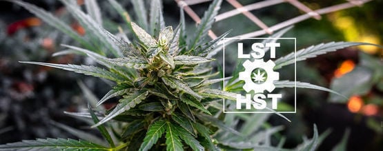 Hoe Train Je Autoflowers?