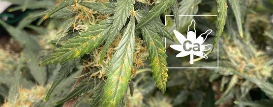 Een Gebrek Aan Calcium In Wietplanten 