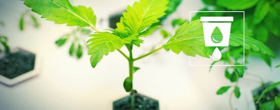 Cannabis Kweken In Hydrocultuur