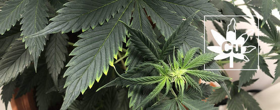 Een Kopertekort Bij Cannabisplanten