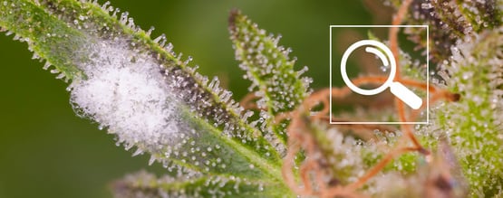 Hoe herken je meeldauw op een wietplant?