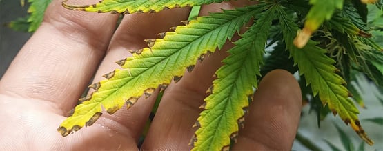Voedingsverbranding (nutrient burn) bij wiet herkennen en verhelpen