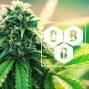 Wat Is Cannabidiol (CBD)?