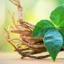 Een Kennismaking Met Ginseng