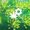 Cannabis Gezelschapsplant: Dille