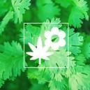 Cannabis Gezelschapsplant: Koriander